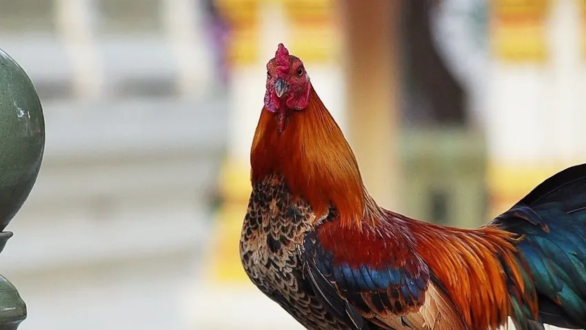Manisa'da 'hayvan koruma derneği'ne horoz dövüşü baskını