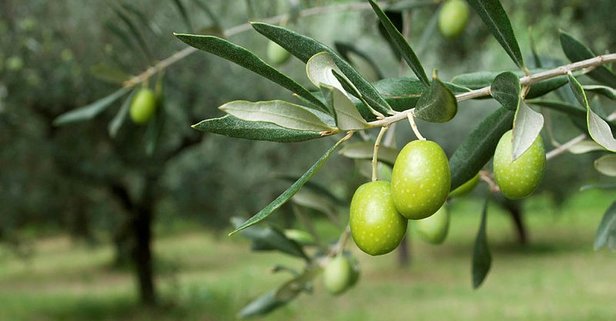 Dünya zeytin bulamıyor, Türkiye'deki üretici yine de kâr edemiyor