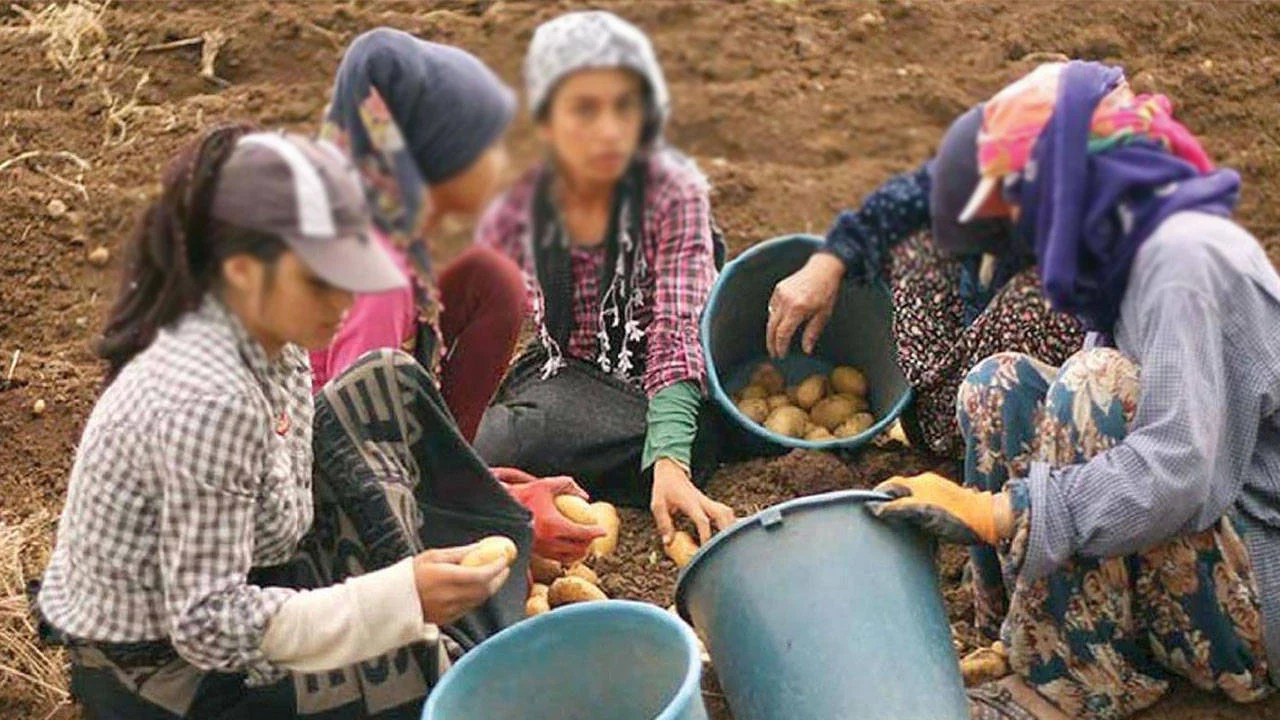 Bakanlık, çocuk işçiliğiyle mücadeleden vazgeçti: Bütçeden kestiler...