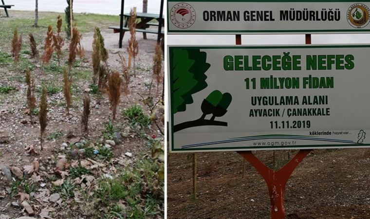 AKP bağışlarla milyonlarca fidan dikmişti: Ağaçlandırma seferberliği diyerek para gömüyorlar