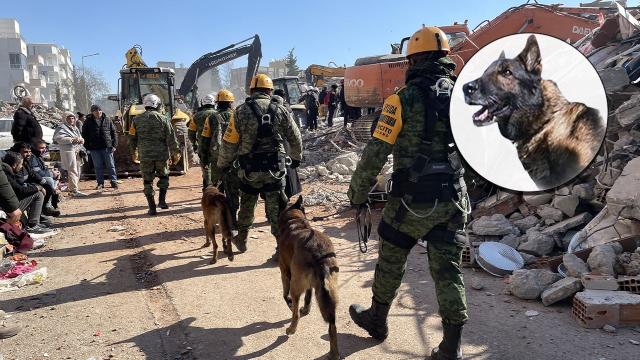Meksika’dan arama-kurtarma çalışmaları için gelen köpek Proteo, hayatını kaybetti
