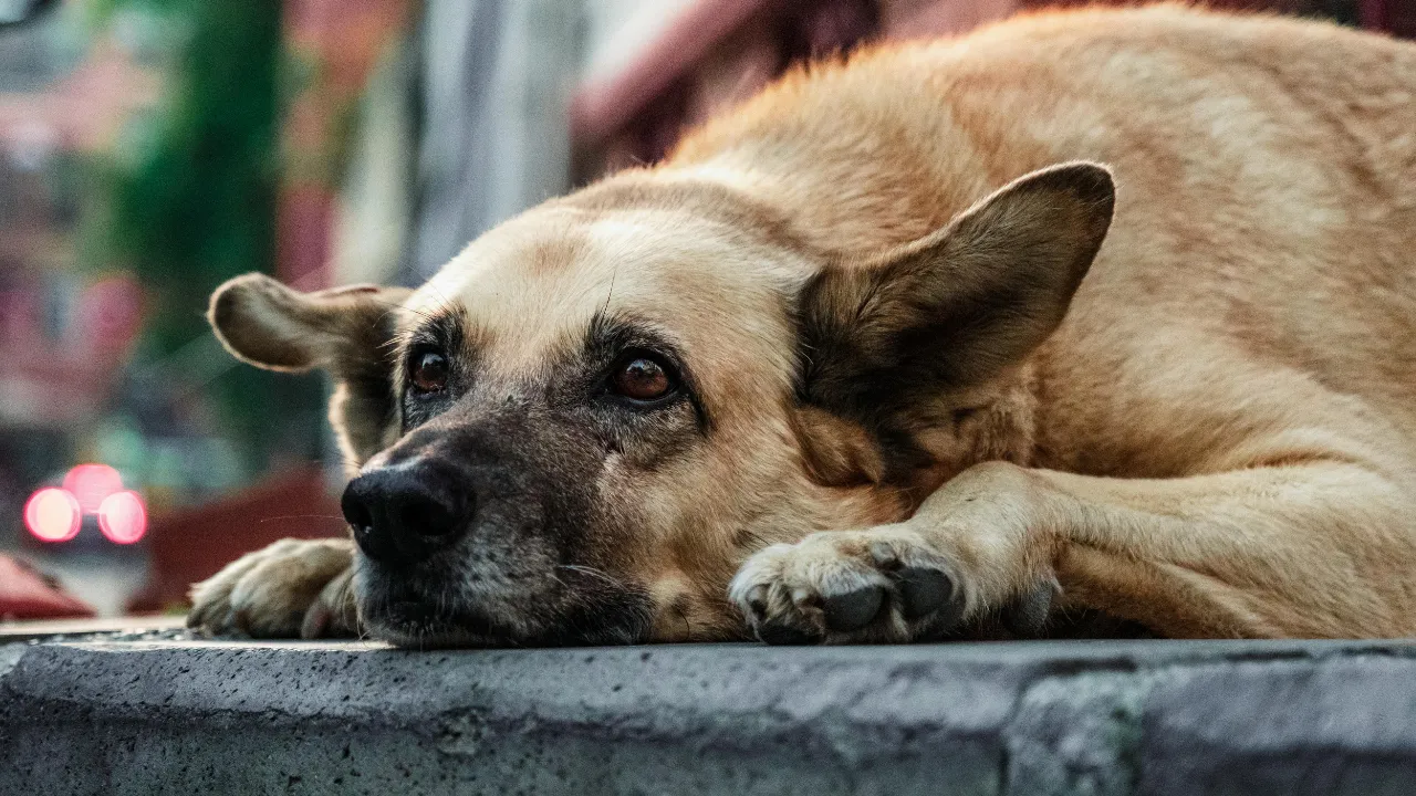 YANDAŞ MEDYANIN KÖPEK TİYATROLARI...