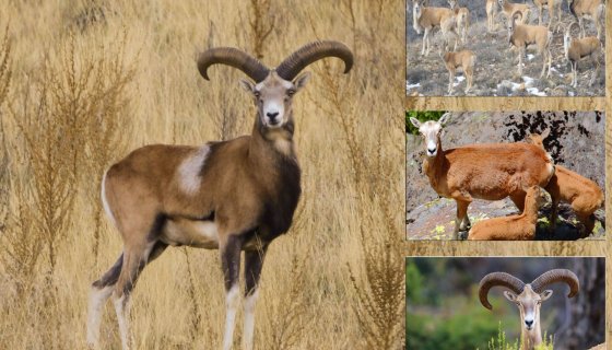 Kahramanmaraş'ta doğaya salınan yaban koyunları